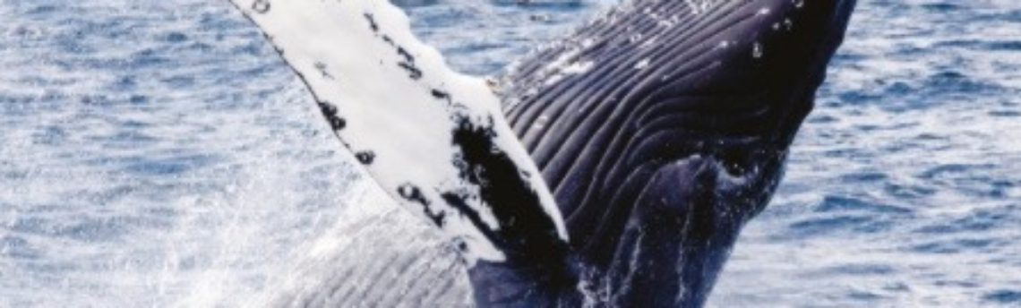 Consider the subtleness of the sea: An interdisciplinary music-science  investigation of humpback whale song