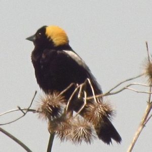 Listen to this bobolink song! - Emily Doolittle